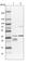 Dehydrogenase/Reductase 3 antibody, HPA010844, Atlas Antibodies, Western Blot image 