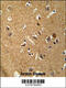 Sn1-specific diacylglycerol lipase alpha antibody, 55-112, ProSci, Immunohistochemistry paraffin image 