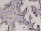 RECQ4 antibody, LS-C133999, Lifespan Biosciences, Immunohistochemistry frozen image 