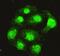 PP4 antibody, A06390-1, Boster Biological Technology, Immunofluorescence image 