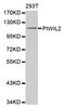Piwi Like RNA-Mediated Gene Silencing 2 antibody, LS-C332349, Lifespan Biosciences, Western Blot image 
