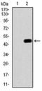 Cadherin EGF LAG seven-pass G-type receptor 1 antibody, orb182525, Biorbyt, Western Blot image 