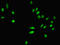 Dan antibody, LS-B12265, Lifespan Biosciences, Immunofluorescence image 