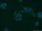 Proline Rich Protein HaeIII Subfamily 2 antibody, 21460-1-AP, Proteintech Group, Immunofluorescence image 