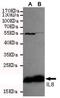 Neutrophil-activating protein 1 antibody, TA346980, Origene, Western Blot image 