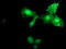 MIER Family Member 2 antibody, TA504403, Origene, Immunofluorescence image 