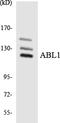 ABL Proto-Oncogene 1, Non-Receptor Tyrosine Kinase antibody, LS-C200073, Lifespan Biosciences, Western Blot image 