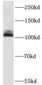 Lysine Demethylase 1A antibody, FNab04508, FineTest, Western Blot image 