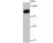 Valosin Containing Protein antibody, NBP2-67008, Novus Biologicals, Western Blot image 
