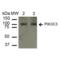 Phosphatidylinositol 3-kinase catalytic subunit type 3 antibody, SPC-661D-PCP, StressMarq, Western Blot image 