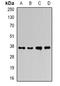 Ficolin-A antibody, orb378055, Biorbyt, Western Blot image 