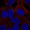 Enhancer of mRNA-decapping protein 4 antibody, HPA043038, Atlas Antibodies, Immunocytochemistry image 