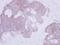 Phosphotriesterase Related antibody, GTX102860, GeneTex, Immunohistochemistry paraffin image 