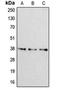 Apolipoprotein F antibody, orb213562, Biorbyt, Western Blot image 
