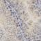 Amyloid Beta Precursor Protein antibody, orb129514, Biorbyt, Immunohistochemistry paraffin image 
