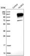 Neuroligin 3 antibody, NBP1-90080, Novus Biologicals, Western Blot image 