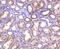A20 antibody, NBP2-67676, Novus Biologicals, Immunohistochemistry paraffin image 