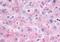 Glucagon receptor antibody, NLS4257, Novus Biologicals, Immunohistochemistry frozen image 