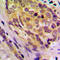 CD2 Cytoplasmic Tail Binding Protein 2 antibody, LS-C354147, Lifespan Biosciences, Immunohistochemistry frozen image 