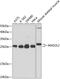 Mitotic Arrest Deficient 2 Like 2 antibody, GTX64711, GeneTex, Western Blot image 