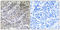 MPC2 antibody, LS-C119788, Lifespan Biosciences, Immunohistochemistry frozen image 