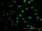 DNA-3-methyladenine glycosylase antibody, LS-C133328, Lifespan Biosciences, Immunofluorescence image 