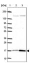 CutA Divalent Cation Tolerance Homolog antibody, PA5-64168, Invitrogen Antibodies, Western Blot image 