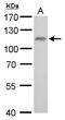 O-Linked N-Acetylglucosamine (GlcNAc) Transferase antibody, GTX629812, GeneTex, Western Blot image 