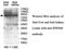 Zinc Finger Protein 606 antibody, MBS416671, MyBioSource, Western Blot image 