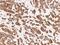 Keratin 76 antibody, 104712-T08, Sino Biological, Immunohistochemistry frozen image 