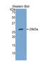 TTK Protein Kinase antibody, LS-C296836, Lifespan Biosciences, Western Blot image 