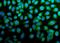Cadherin 13 antibody, A01986-1, Boster Biological Technology, Immunofluorescence image 