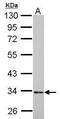 Had antibody, PA5-28203, Invitrogen Antibodies, Western Blot image 
