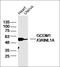 Myocardial Zonula Adherens Protein antibody, orb2124, Biorbyt, Western Blot image 