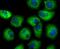 Secretoglobin Family 1A Member 1 antibody, NBP2-75705, Novus Biologicals, Immunofluorescence image 