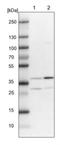 Aminoacyl tRNA synthase complex-interacting multifunctional protein 2 antibody, NBP1-81575, Novus Biologicals, Western Blot image 