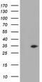Geranylgeranyl Diphosphate Synthase 1 antibody, CF501729, Origene, Western Blot image 