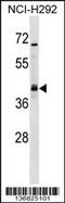 Undifferentiated Embryonic Cell Transcription Factor 1 antibody, 58-899, ProSci, Western Blot image 