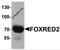 FAD-dependent oxidoreductase domain-containing protein 2 antibody, 6761, ProSci, Western Blot image 