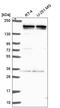 Histone-lysine N-methyltransferase EHMT2 antibody, HPA060259, Atlas Antibodies, Western Blot image 