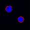 FcRII antibody, AF1460, R&D Systems, Immunofluorescence image 