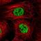 IK Cytokine antibody, NBP2-38591, Novus Biologicals, Immunofluorescence image 