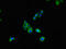 CD70 Molecule antibody, orb46223, Biorbyt, Immunofluorescence image 