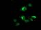 Ankyrin Repeat Domain 53 antibody, MA5-25468, Invitrogen Antibodies, Immunocytochemistry image 
