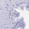Dipeptidase 3 antibody, NBP2-32395, Novus Biologicals, Immunohistochemistry paraffin image 
