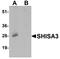 Shisa Family Member 3 antibody, LS-B10090, Lifespan Biosciences, Western Blot image 