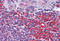 NLR Family CARD Domain Containing 5 antibody, MBS243929, MyBioSource, Immunohistochemistry frozen image 
