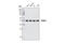 Histone Deacetylase 3 antibody, 3949S, Cell Signaling Technology, Western Blot image 