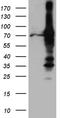Rac GTPase-activating protein 1 antibody, CF811639, Origene, Western Blot image 