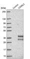 CD99 antigen-like protein 2 antibody, PA5-58538, Invitrogen Antibodies, Western Blot image 